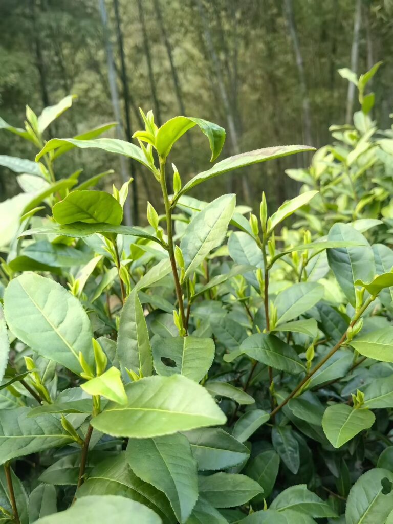 S__21356552